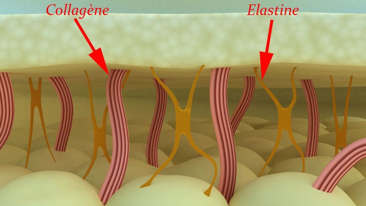 Collagen and elastin are structural skin proteins